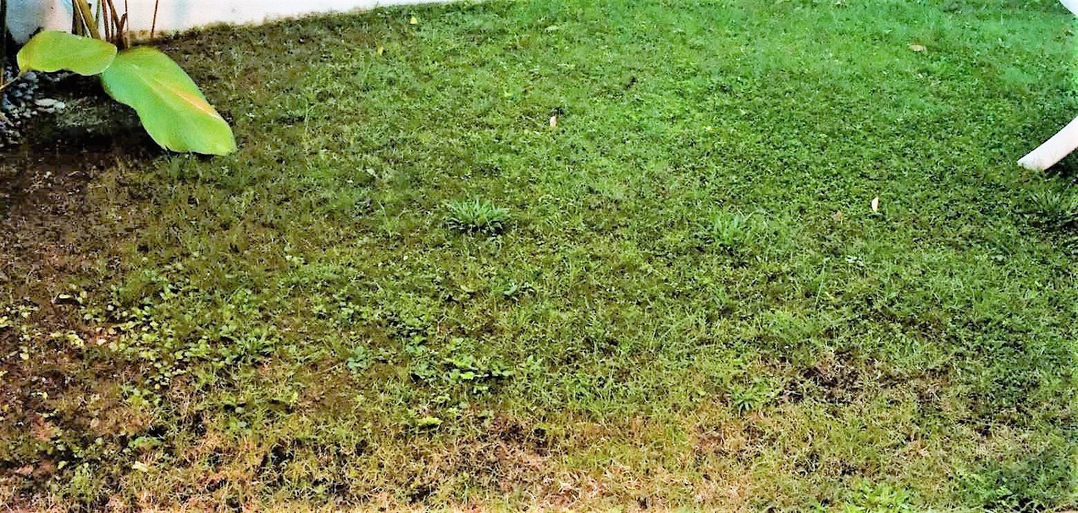 Lighter version of lawn picture